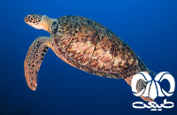 گونه لاکپشت پوزه عقابی Hawksbill Turtle